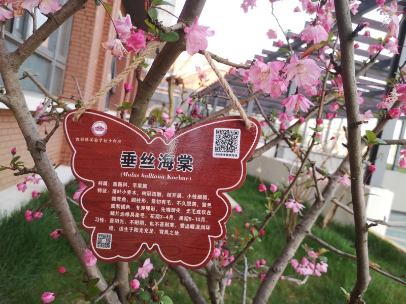 垂丝海棠.jpg