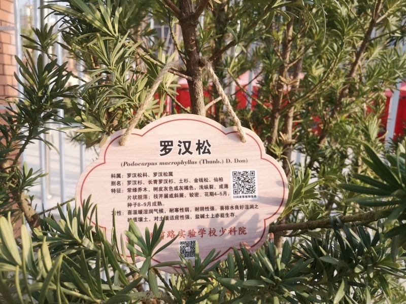罗汉松.jpg