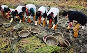 亲近水八仙 体验劳动美——朝前路实验学校开展劳动实践活动